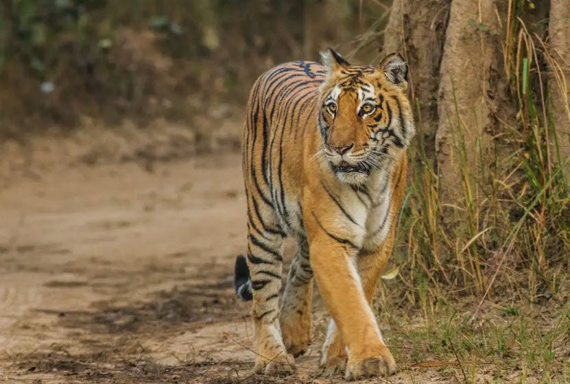 Buxa Tiger Reserve